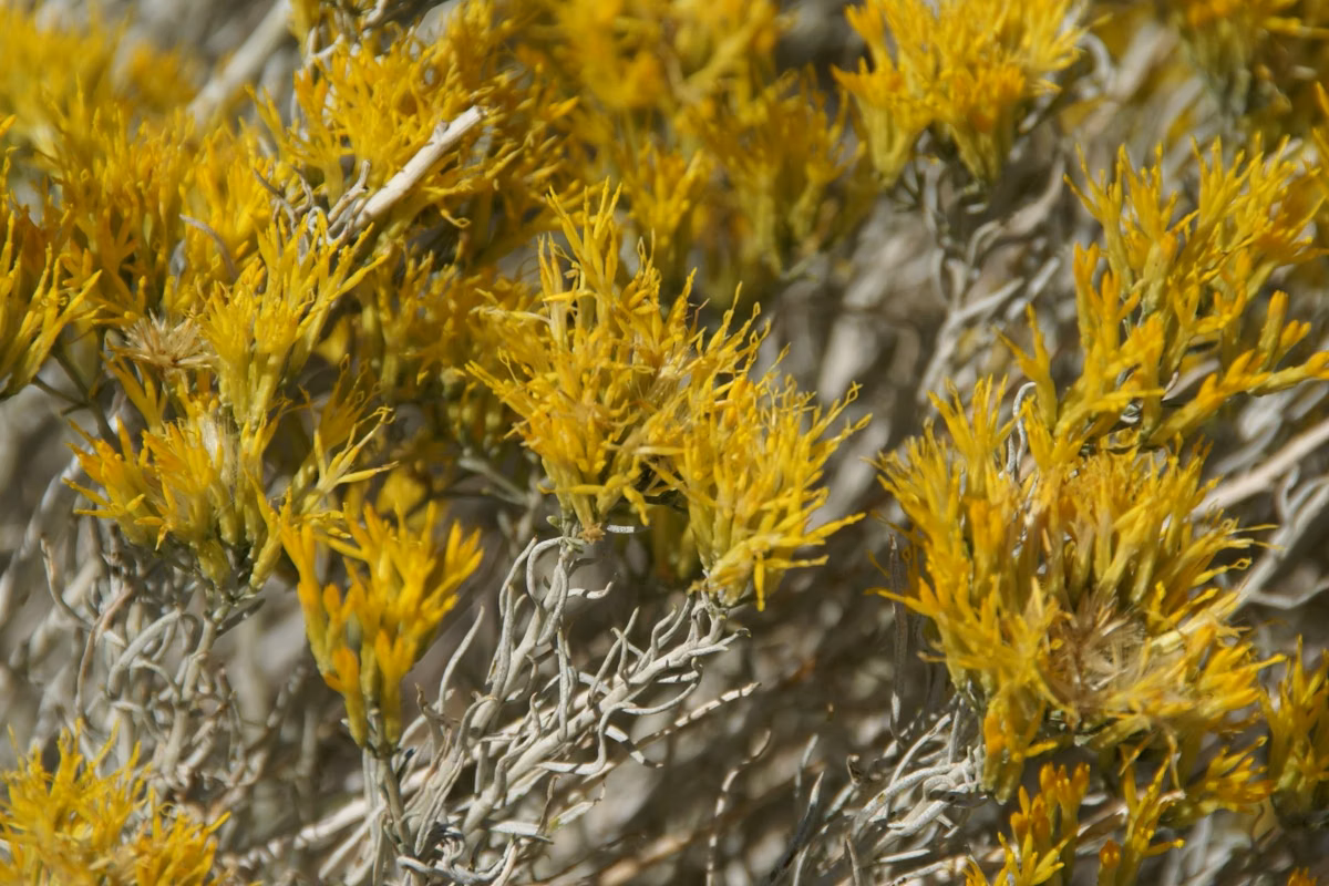 Yellow rabbitbrush flowers in bloom on Antelope Island