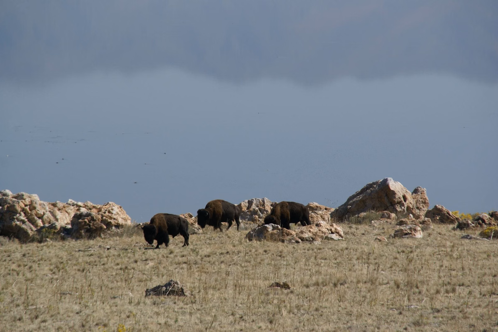 Bison grazing among boulders on Antelope Island under a stormy gray sky