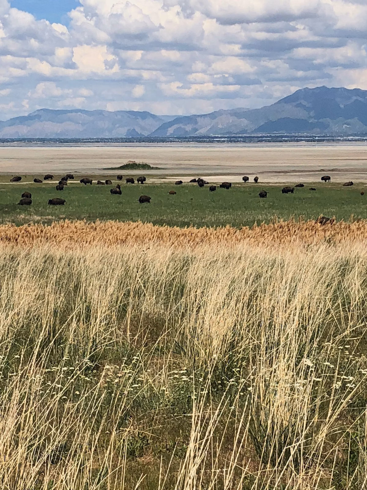Bison herd spread across the grassland below the Wasatch Range on Antelope Island
