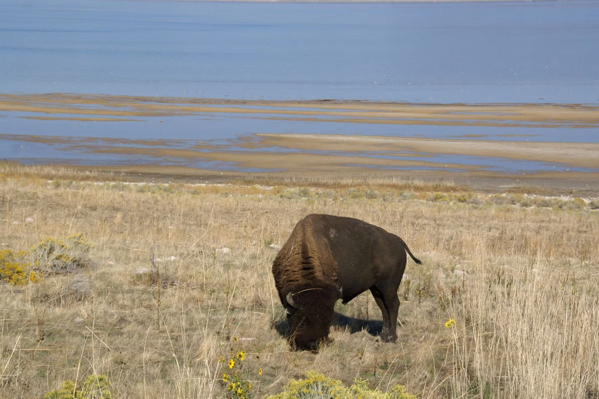 A bison grazing on grassland above the shore of Great Salt Lake on Antelope Island