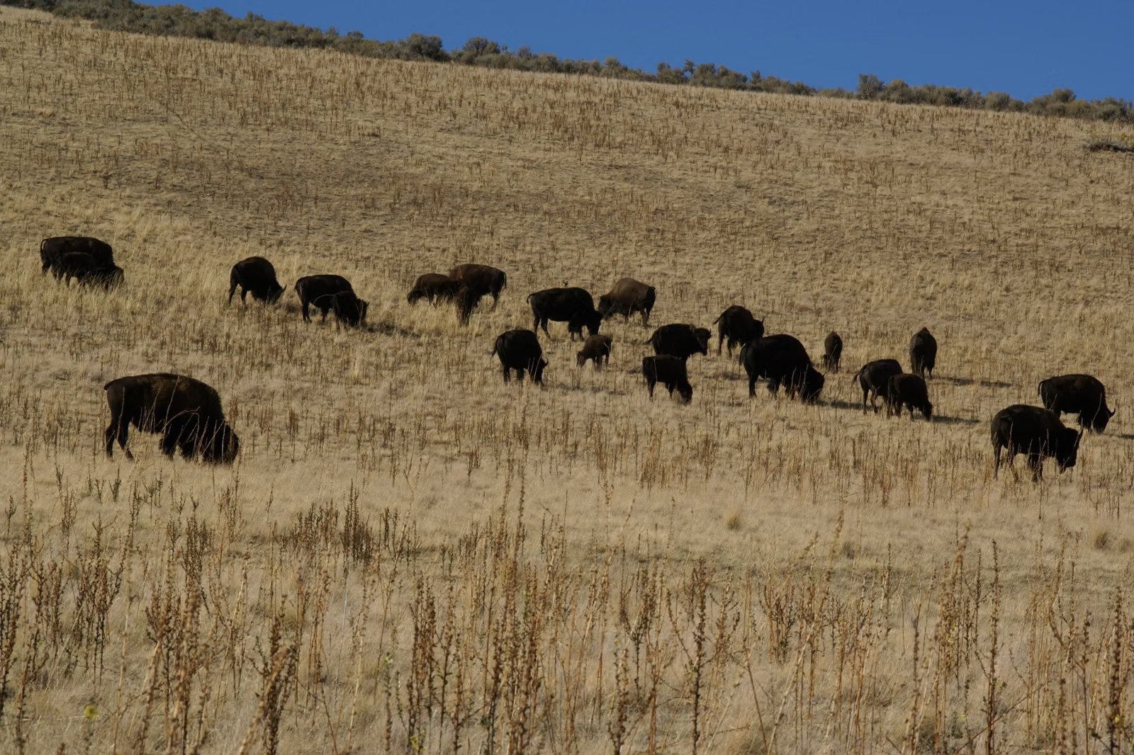 A herd of bison grazing across a dry grassy hillside on Antelope Island