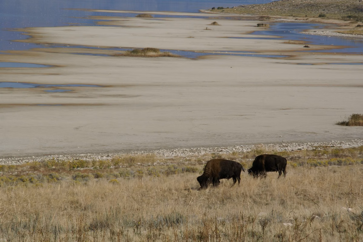 Two bison grazing near the wide, pale shoreline of Great Salt Lake on Antelope Island