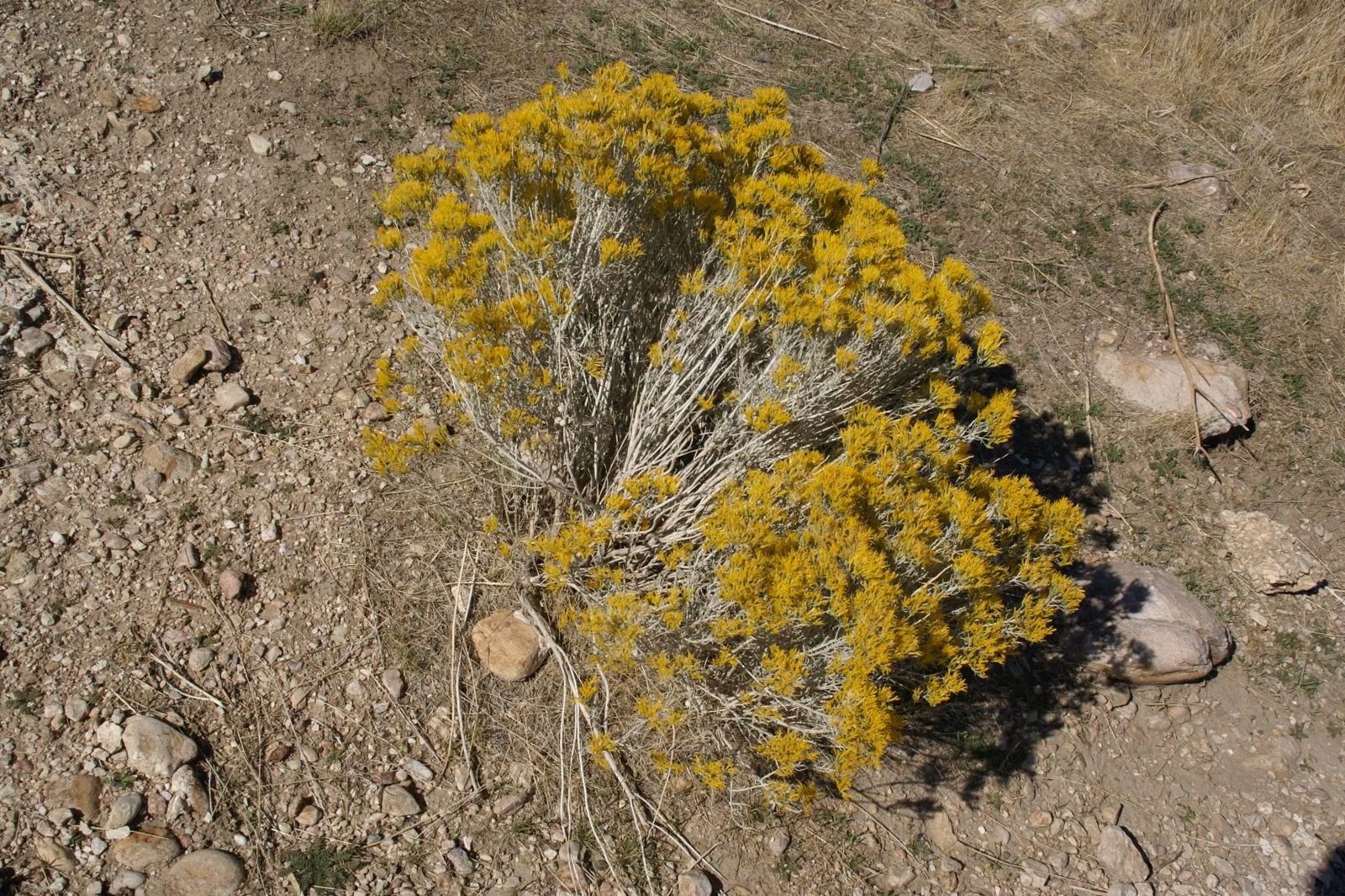 A blooming rabbitbrush shrub on rocky ground on Antelope Island