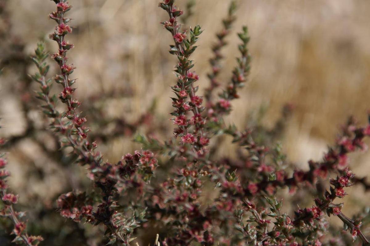 Close-up of a flowering shrub on Antelope Island