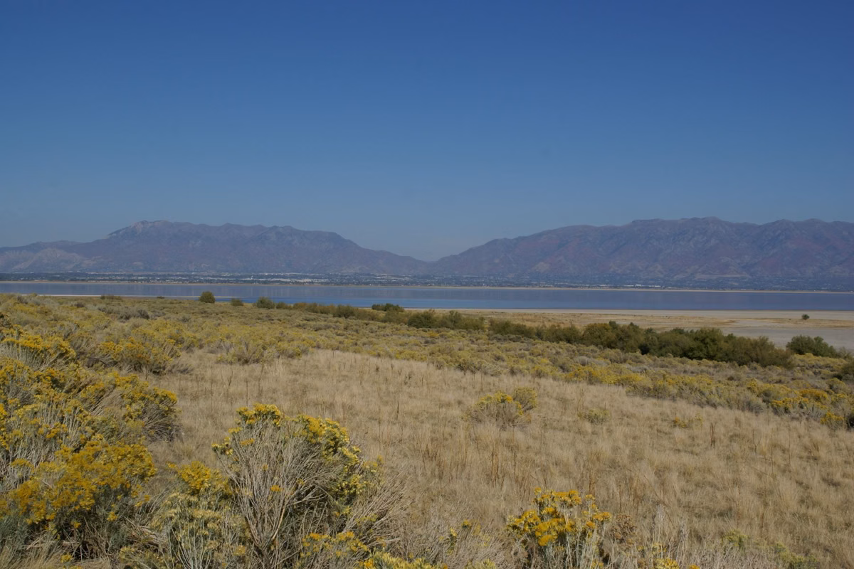 Rabbitbrush in bloom on Antelope Island, looking across Great Salt Lake to the mainland