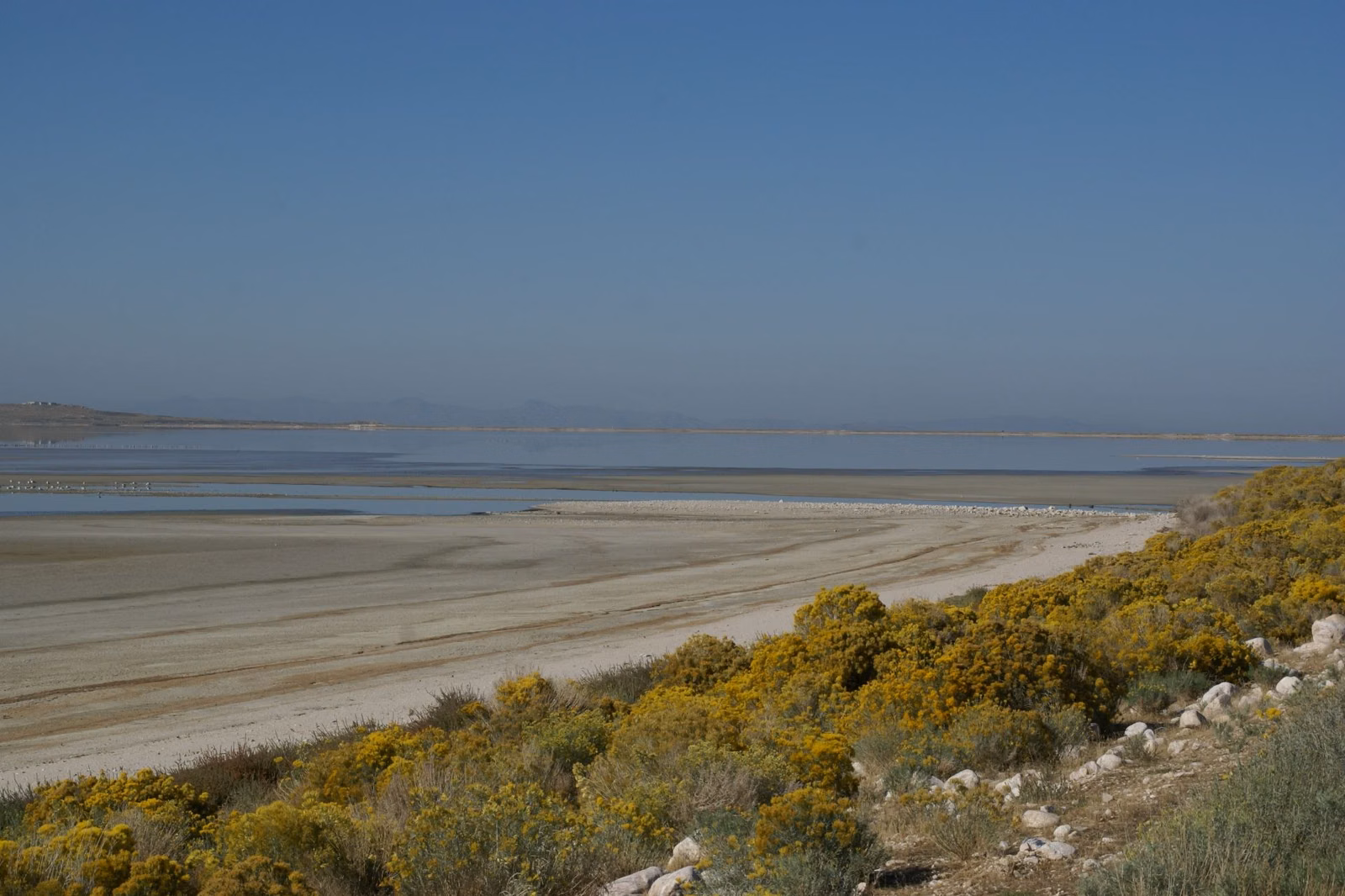 Rabbitbrush above the Great Salt Lake shore, seen from the causeway to Antelope Island