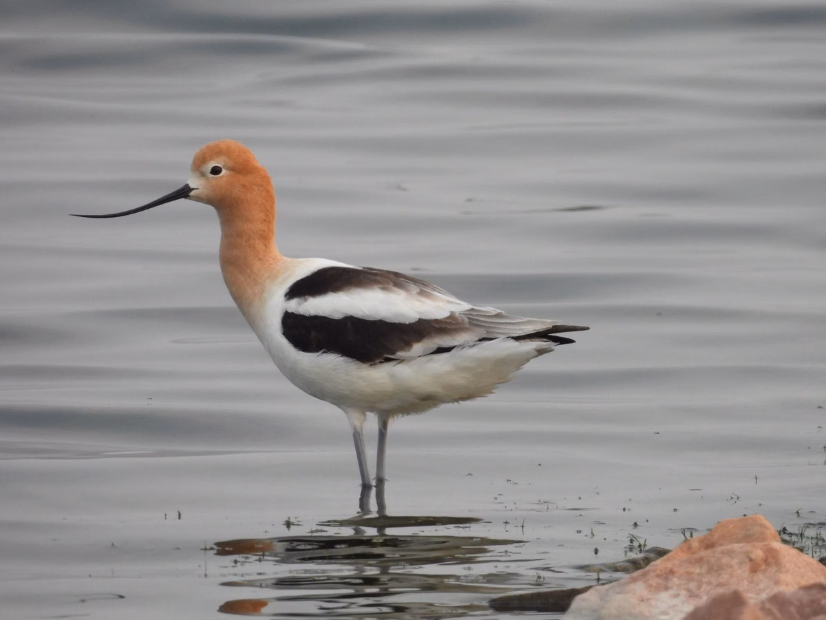 An American avocet standing in shallow water (U.S. Fish and Wildlife Service photo)