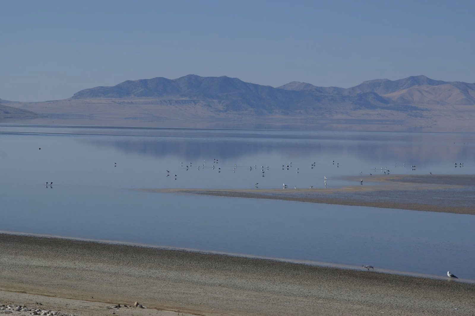 American avocets wading in the shallow water of Great Salt Lake at Antelope Island