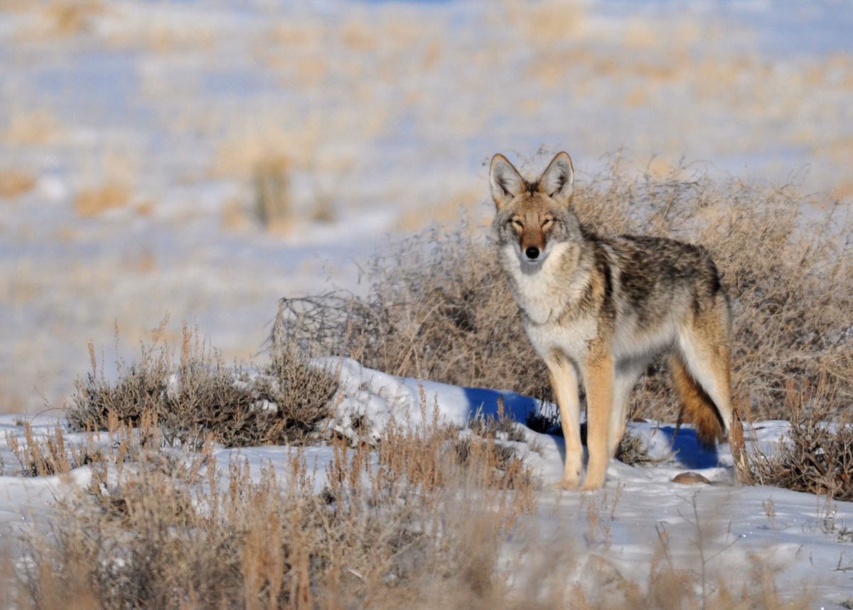 A coyote standing in snowy brush (U.S. Fish and Wildlife Service photo)
