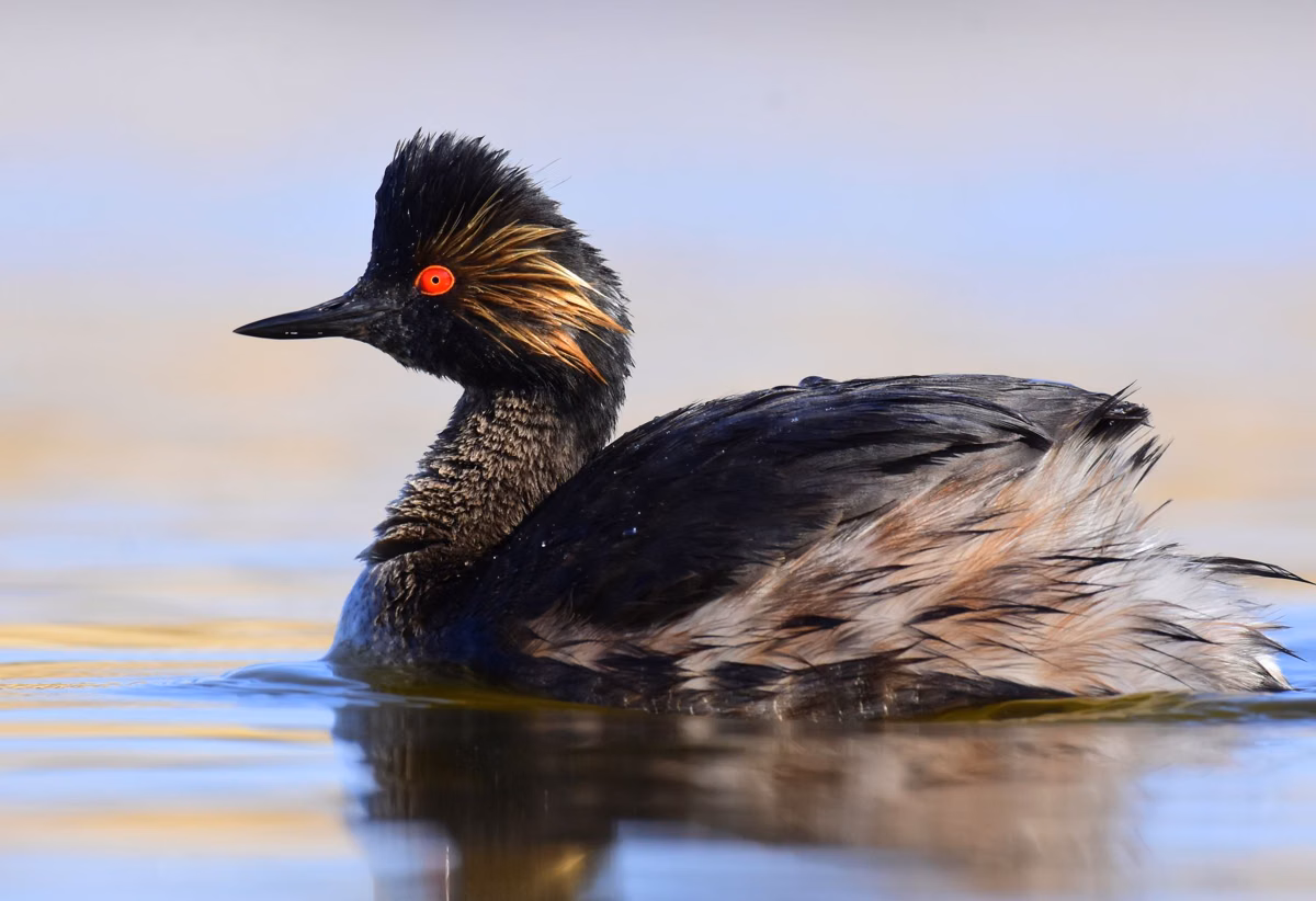 An eared grebe in breeding plumage on the water (U.S. Fish and Wildlife Service photo)
