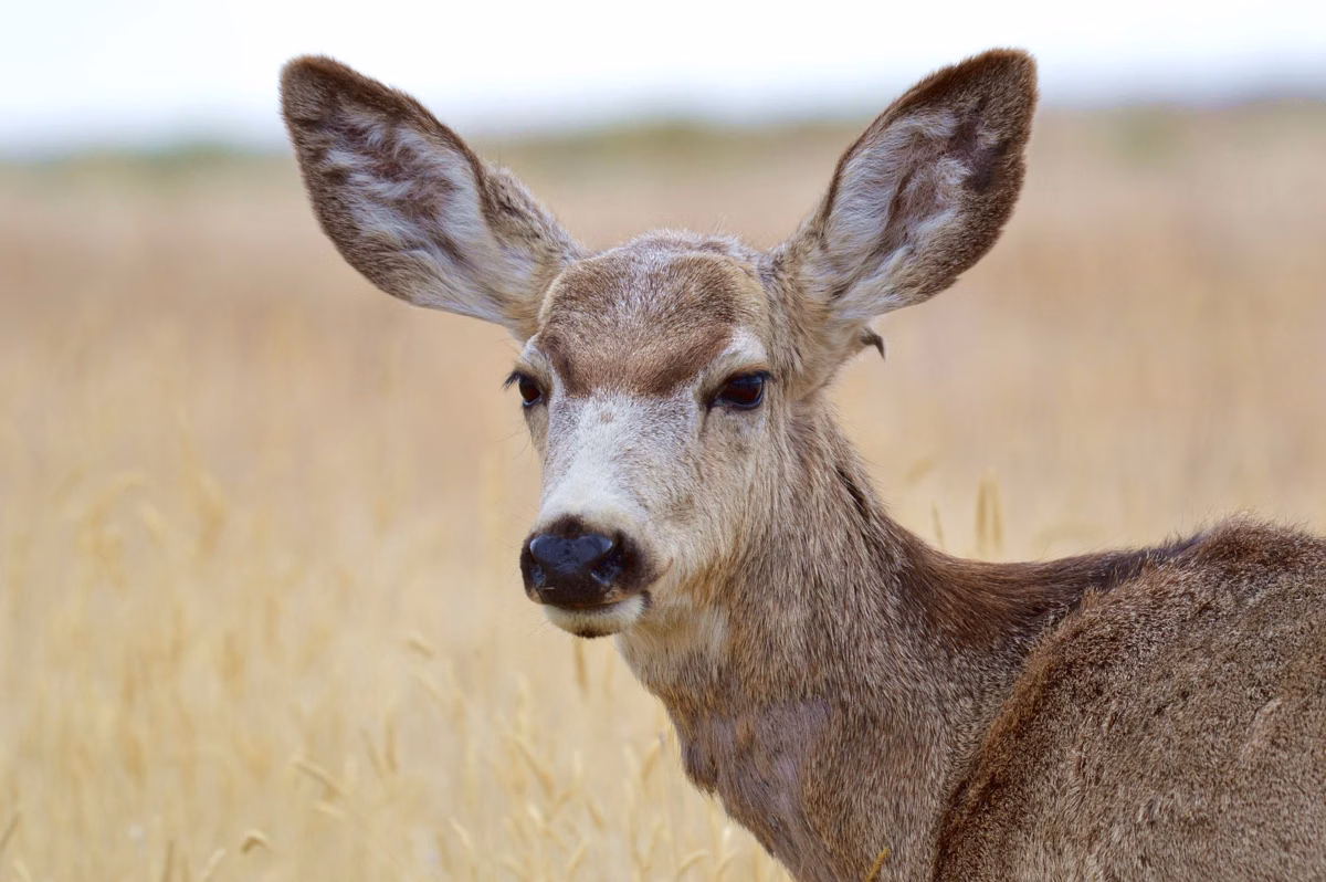 Close view of a mule deer with its large ears in dry grass (U.S. Fish and Wildlife Service photo)