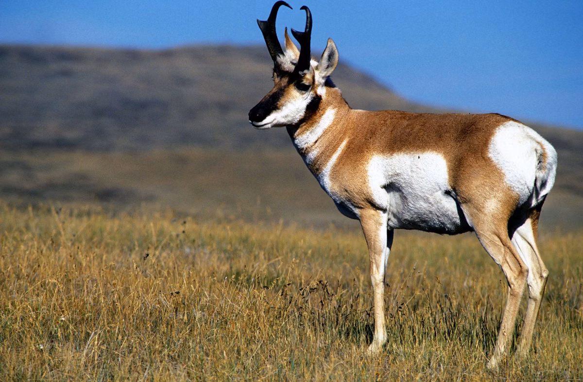 A pronghorn buck standing in grassland (U.S. Fish and Wildlife Service photo)