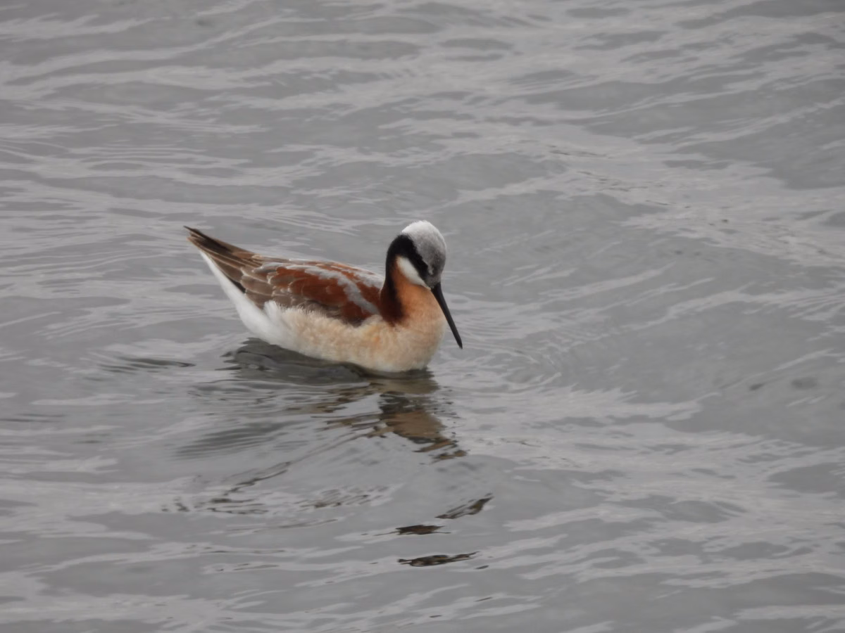 A Wilson's phalarope swimming (U.S. Fish and Wildlife Service photo)